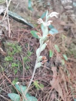 “龙里境内发现成片斑叶兰”引关注，兰科植物保育中心正在建设