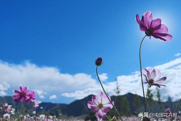 朋友圈刷屏的格桑花，原来也叫秋英