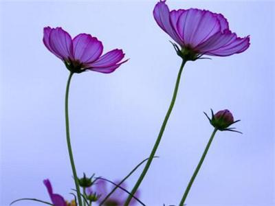 格桑花花期多久，花期怎么养护?