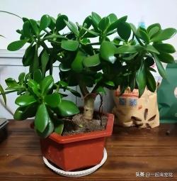 寿命长的6种植物，养几十年长成传家宝，你家养过几种呢？