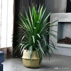 寿命长的6种植物，养几十年长成传家宝，你家养过几种呢？