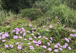 这些植物“长脚了”，爬满屋顶院子，比生物入侵还可怕