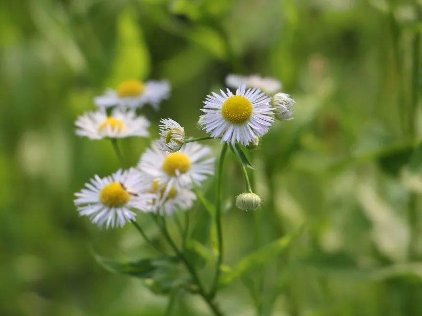 这些植物“长脚了”，爬满屋顶院子，比生物入侵还可怕