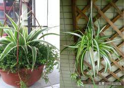 这18种植物都叫“吊兰”，到底哪些是“正版”？