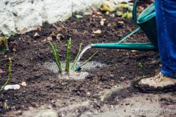 木木教你打造月季玫瑰花园 品种选择搭配、花园规划、工具准备篇