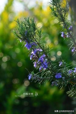 西餐料理中常见的几种香草，花园里种起来 - 植物笔记