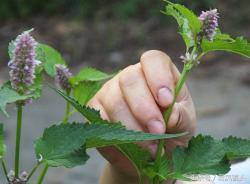 藿香：全株芳香花儿美 泡茶饮用防中暑 化湿和胃止呕吐 胃热火旺用不得