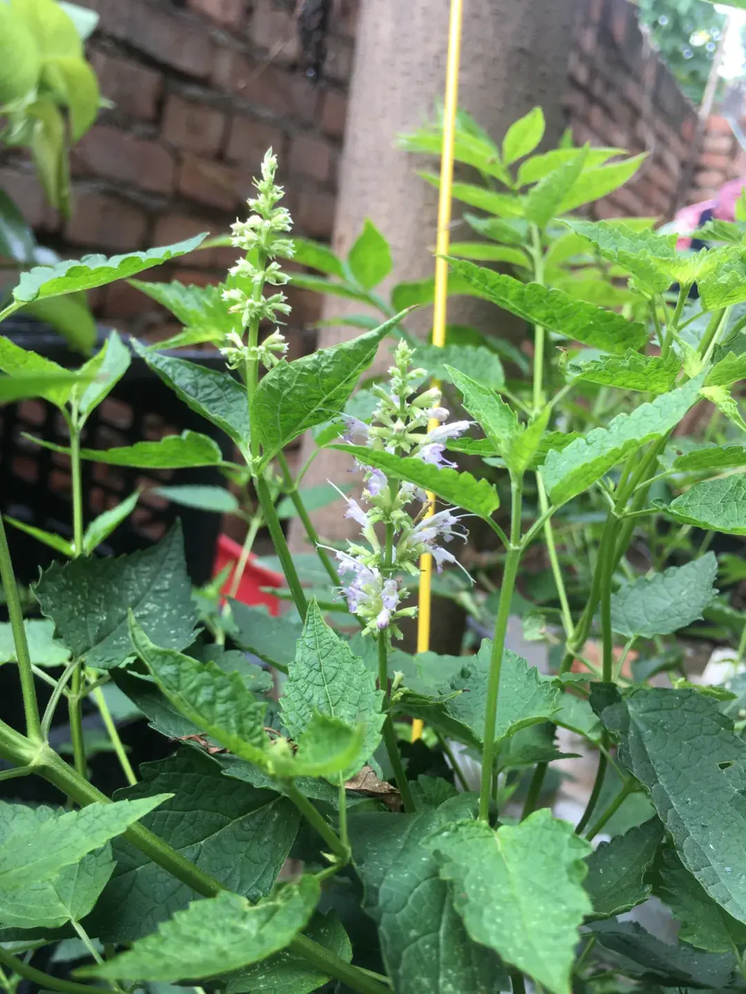 藿香丨农村小菜园常见的1种调味植物，药食两用，还能解暑