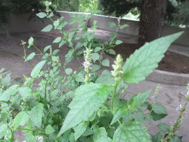 藿香丨农村小菜园常见的1种调味植物，药食两用，还能解暑