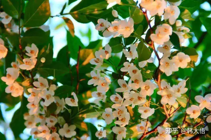 野茉莉是种什么样的植物？