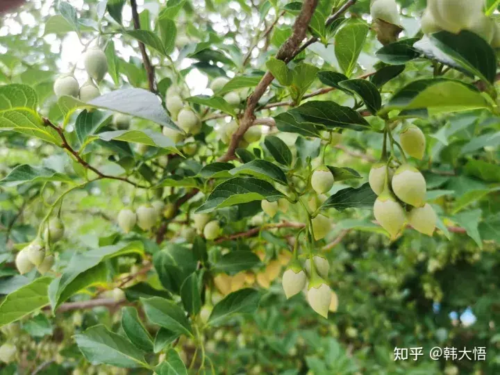 野茉莉是种什么样的植物？