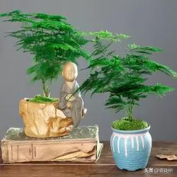 观叶植物纤细柔美—天门冬类