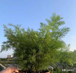 观叶植物纤细柔美—天门冬类