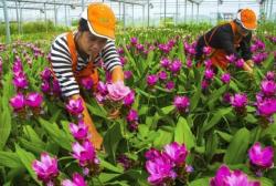 这四种球茎植物要想长得好，不能忽略根部的打量，换盘及时长满盆