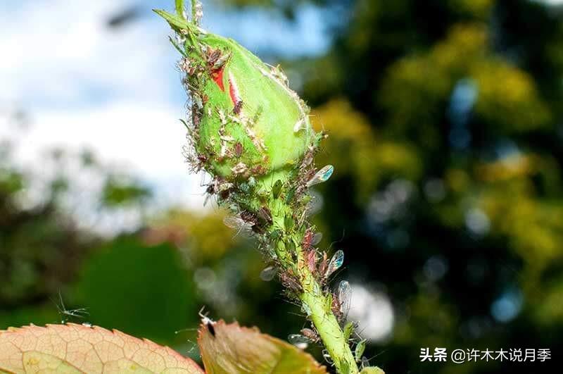 月季常见病害图谱及治疗方法 内附药品清单及使用方法 拒绝病害