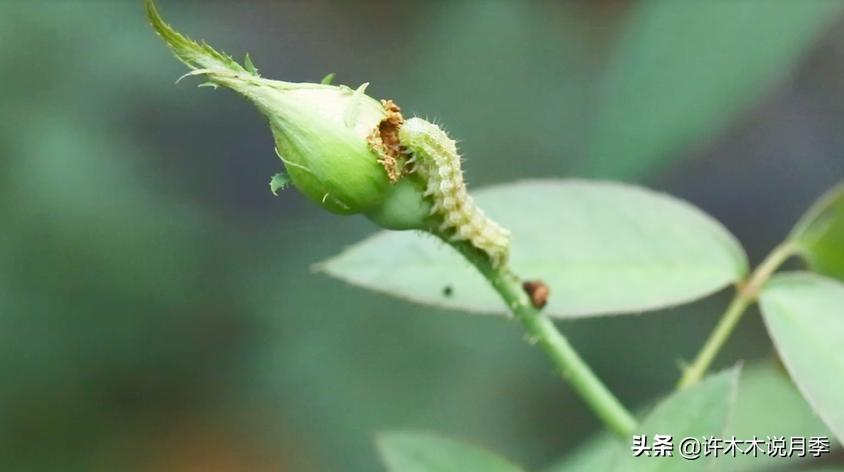 月季常见病害图谱及治疗方法 内附药品清单及使用方法 拒绝病害