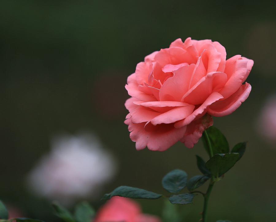 盆栽精致颜值高，但这几种花最好放在室外，根系生长快开花多