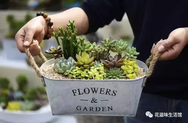 多肉小课堂多肉植物水浇多了怎么办？