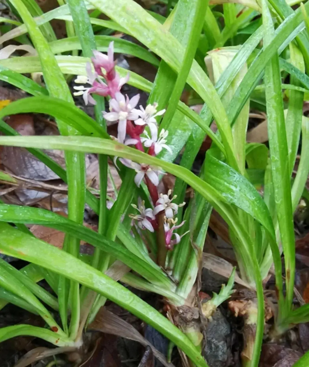 吉祥草，因其花紫，又叫紫衣草