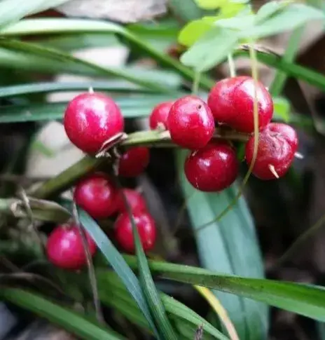 吉祥草，因其花紫，又叫紫衣草