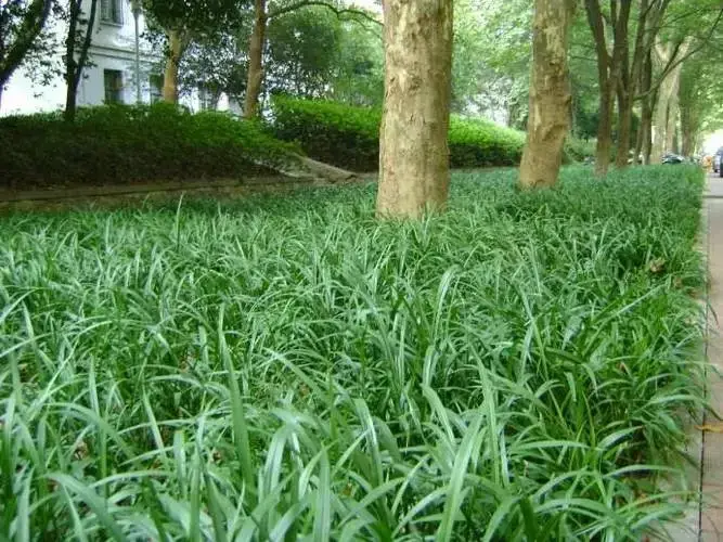 吉祥草，因其花紫，又叫紫衣草