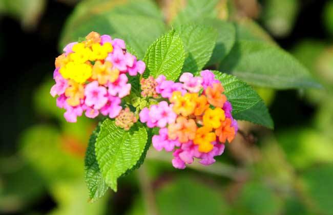 这种野花开花时五颜六色，美颜无比，但是味道太酸爽