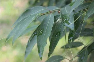 陕西卫矛，俗称金丝吊蝴蝶，是真正的观果佳木