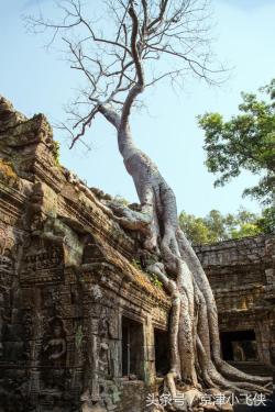 世界三大吃肉植物：一种手被缠住掉块肉，一种人被缠住化白骨？