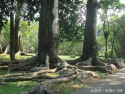 世界三大吃肉植物：一种手被缠住掉块肉，一种人被缠住化白骨？