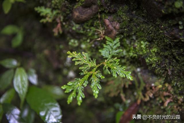 “旱不死”的几种花，生命力太顽强，适合年轻人养