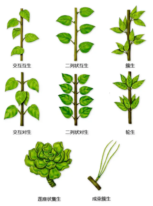 最全的植物形态图解，值得收藏