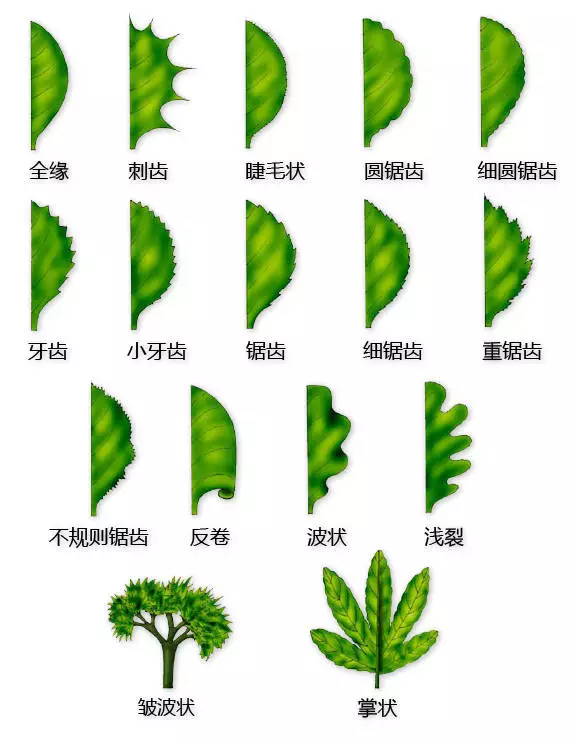 最全的植物形态图解，值得收藏