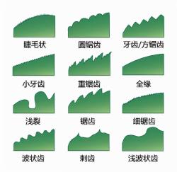 最全的植物形态图解，值得收藏