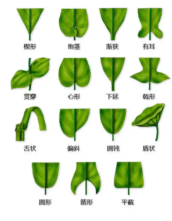 最全的植物形态图解，值得收藏