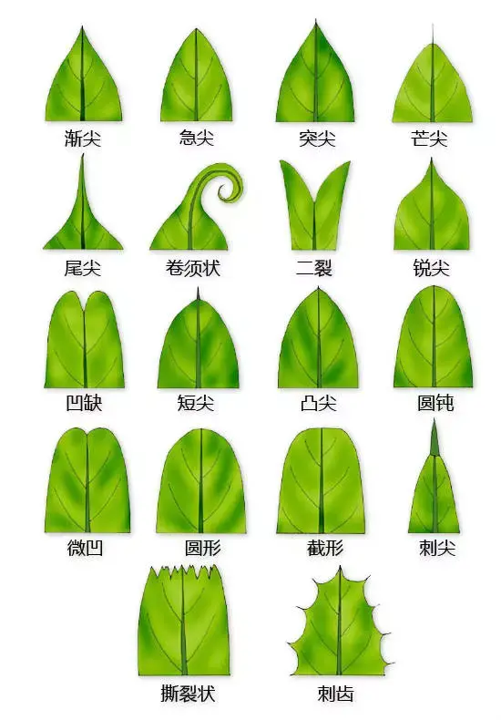 最全的植物形态图解，值得收藏