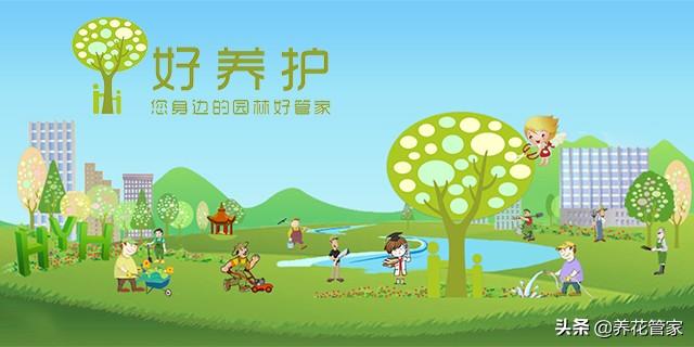 十种“旺事业”植物，办公室养起来