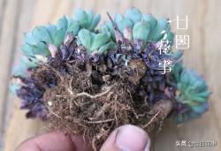 干货：实图说明多肉植物6种根系，烂根一看便知，直观明了