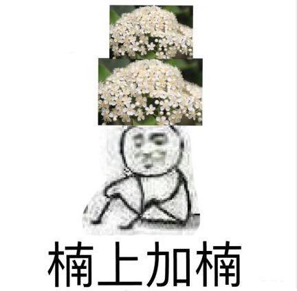 阜阳这种花又开了，气味难以描述