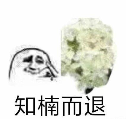 阜阳这种花又开了，气味难以描述