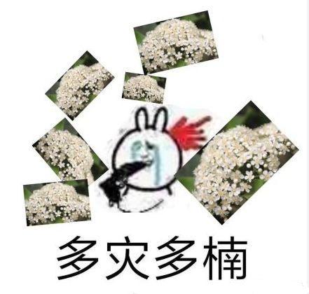 阜阳这种花又开了，气味难以描述