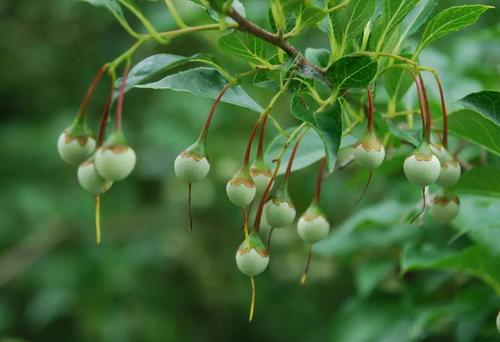 野茉莉是一种什么样的植物？