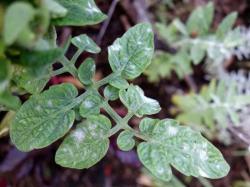 植物花卉常见的几种真菌病害是怎么滋生的，要怎么防治这些病害