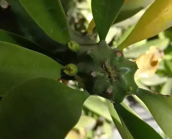 男神最好的植物，粗犷霸气的”麒麟家族“