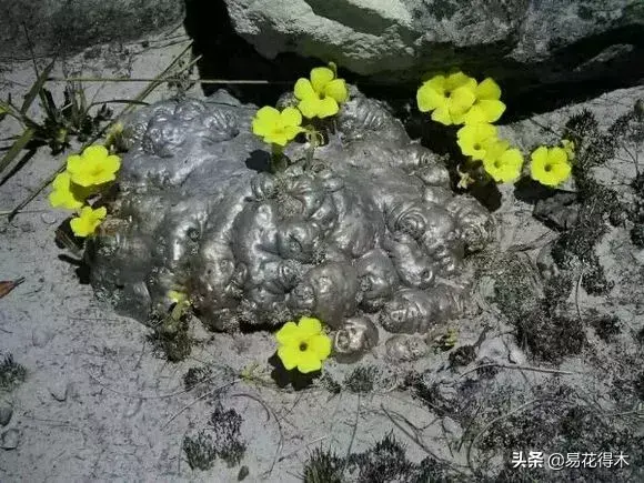 惠比须笑形态奇特花色艳丽，同属还有不少与之比肩的珍稀肉肉