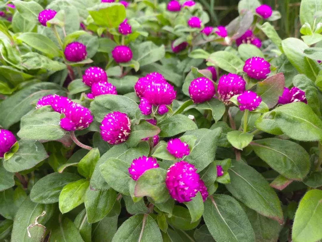 千日红丨开紫色“小花球”的植物，可观赏，可入药，花久开不败