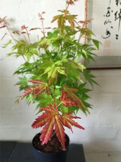 很耐阴的8种叶子斑斓的观叶植物，每一种都想养几盆