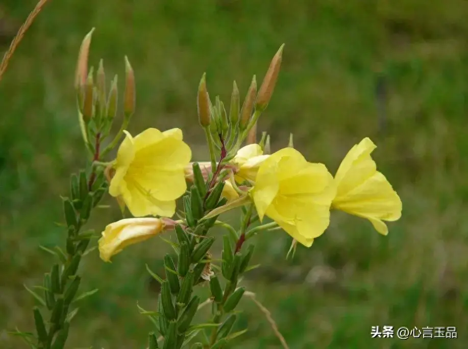 每一朵花的用处，我们都不要辜负，来自于大自然的美意 