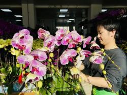 兰州：五彩花卉迎新春 花卉市场“春意浓”