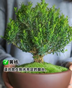 夏天办公室必备绿植大全：绿色生活的完美搭配