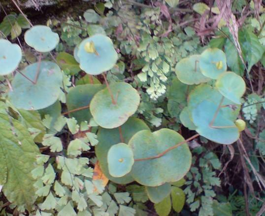 这种花穿过叶子而盛开，俗称“穿心莲”，石缝求生，见一次少一次